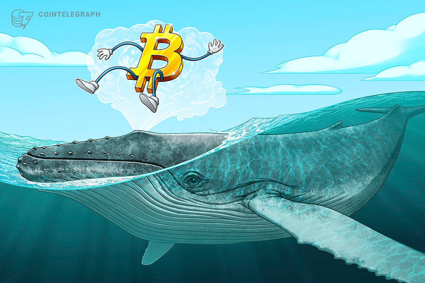 Bitcoin whale holdings at 7-month highs despite warnings of BTC price crash to K