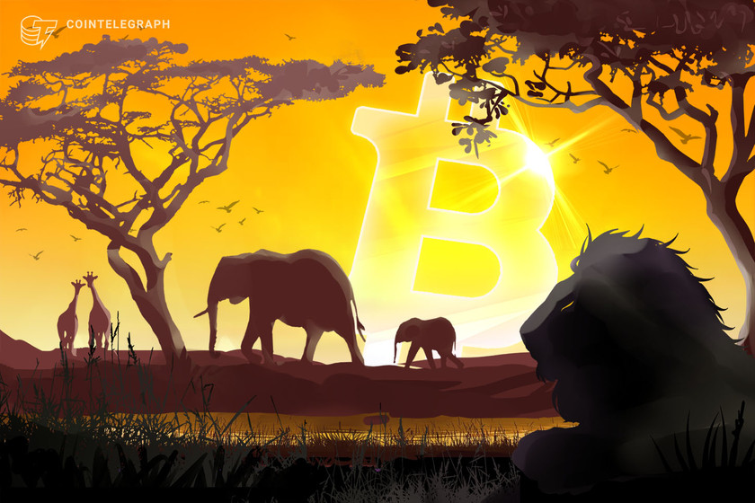 South African grocery giant ‘Pick n Pay’ intends to accept Bitcoin in all stores nationwide