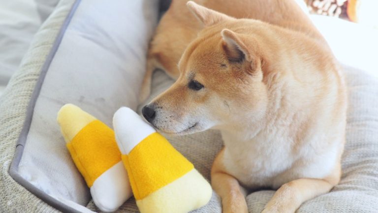 Bitgo Reveals Wrapped Dogecoin Token Built on Ethereum